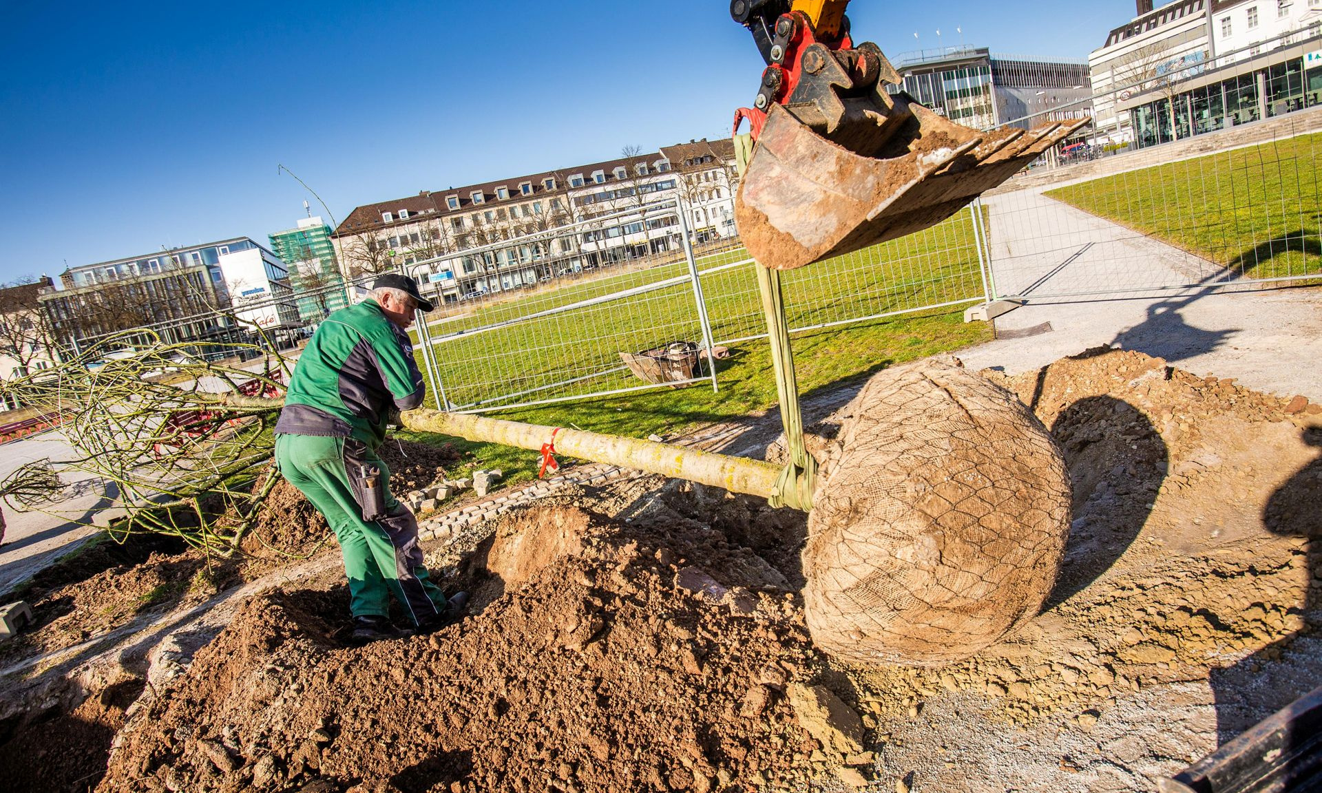 Baumpflanzung Friedrichsplatz Kassel