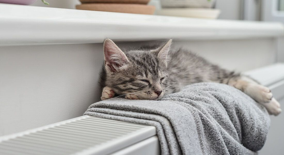 Katze liegt auf einem Handtuch auf einem Heizkörper.