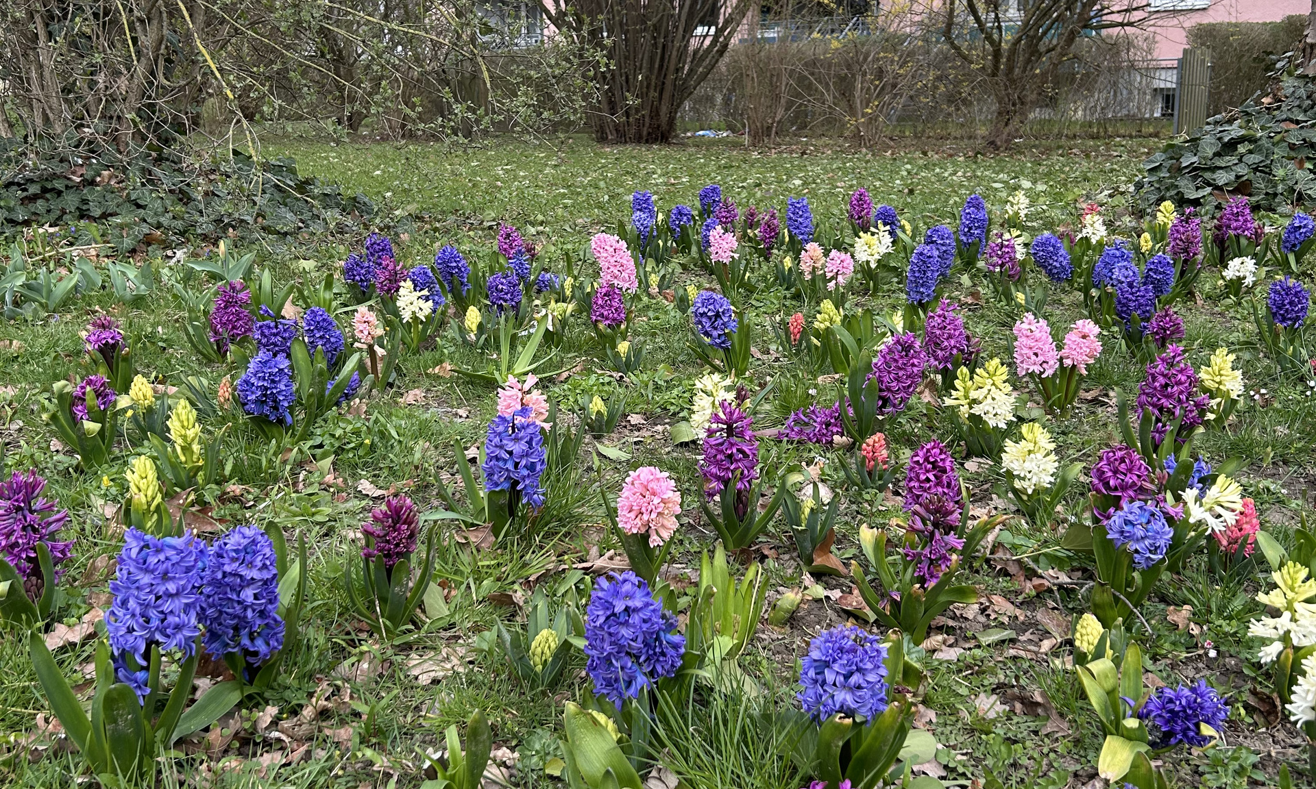Blühwiese in Kassel-Waldau mit Frühblühern
