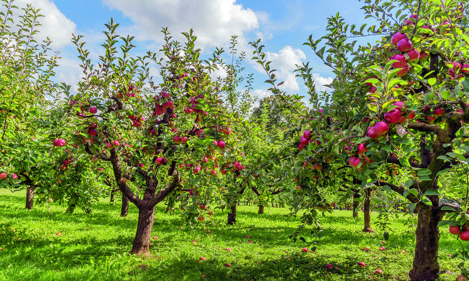 Feld mit Apfelbäumen, eine Streuobstwiese