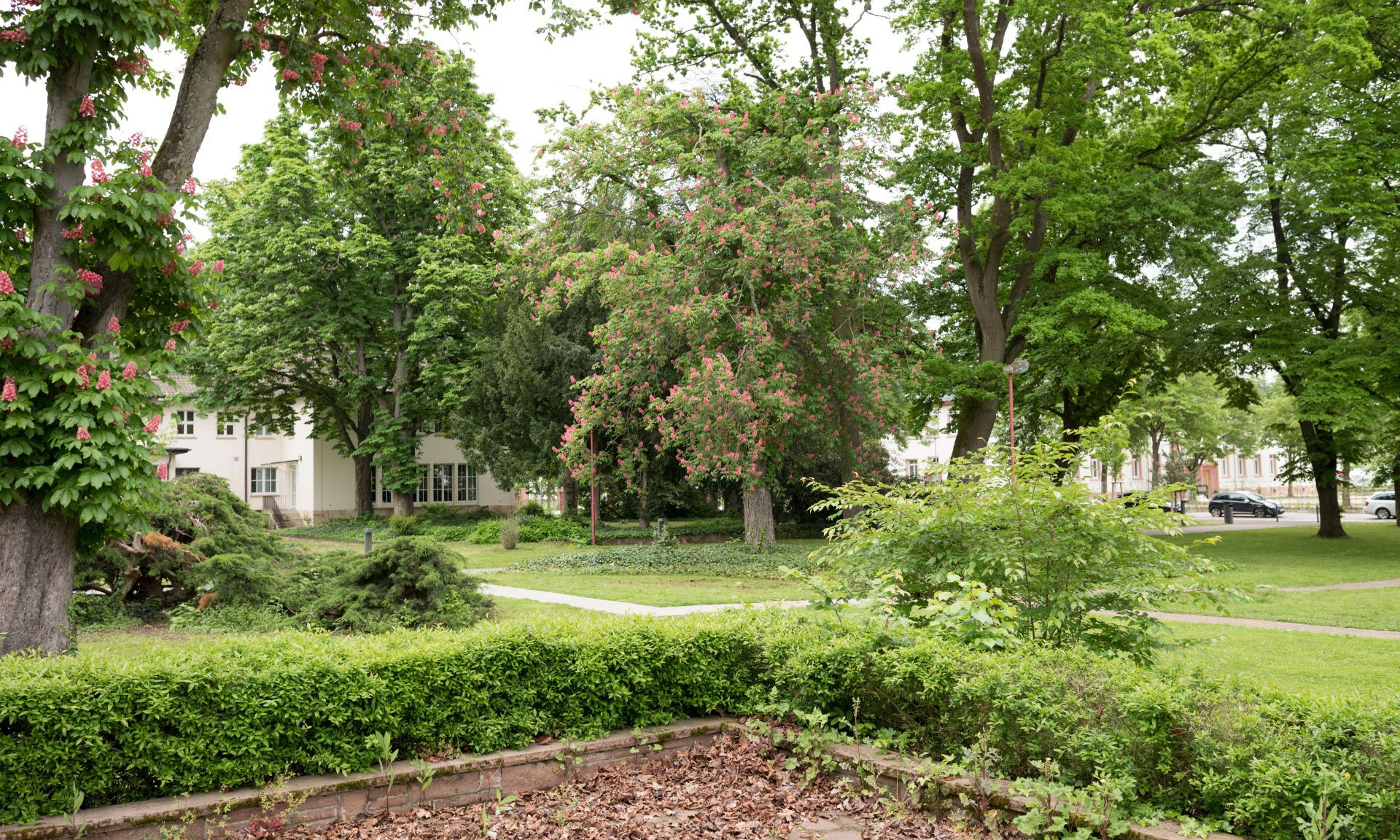 Natur im Park.
