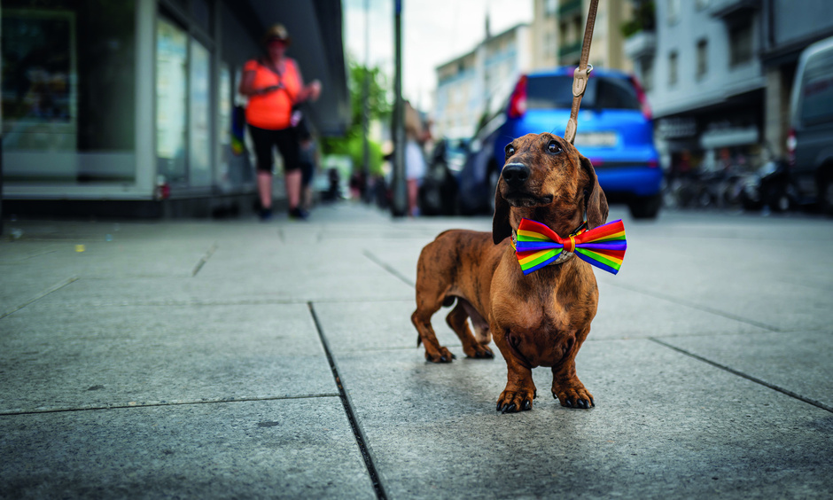 Ein Dackel mit einer Schleife um in Regenbogenfarben