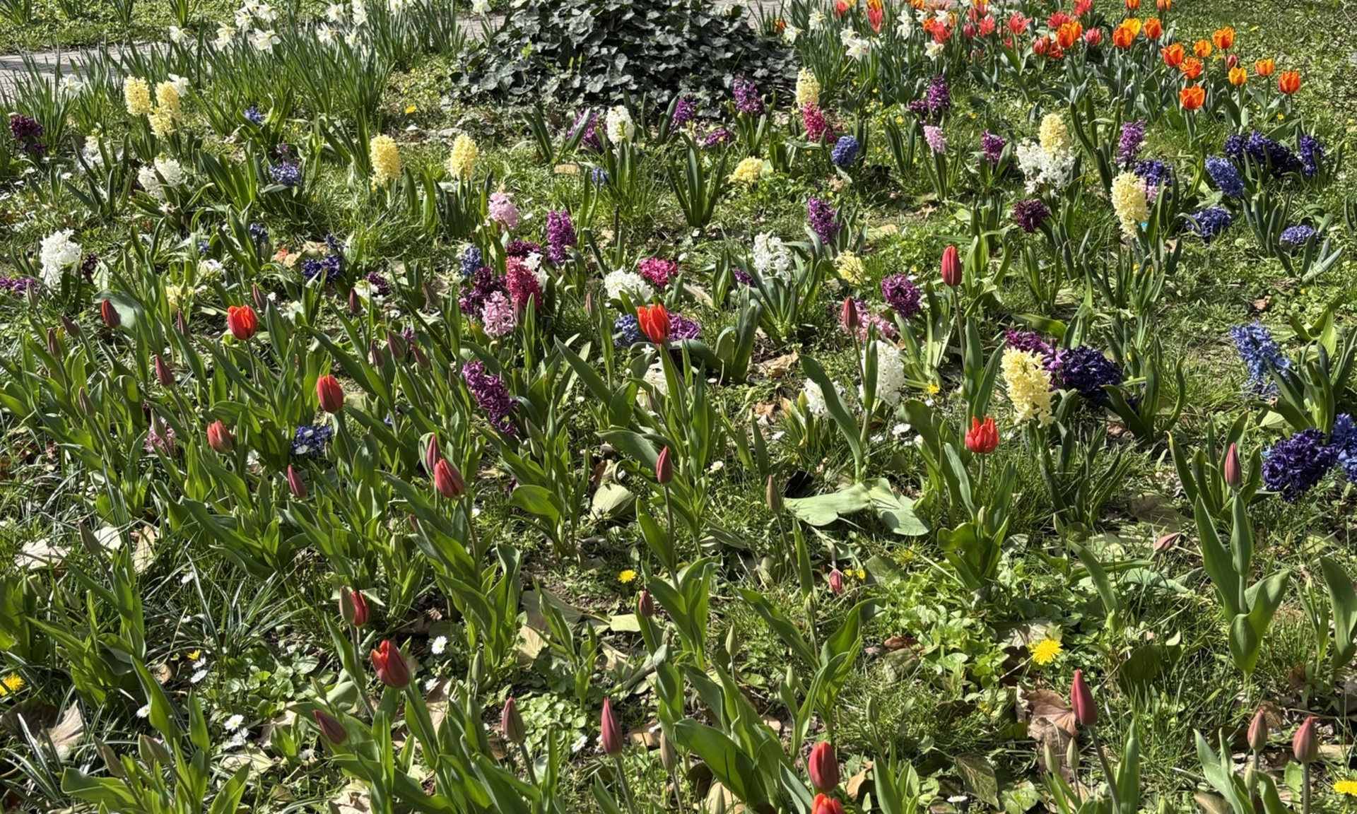 Blühwiese in Kassel-Waldau mit Frühblühern