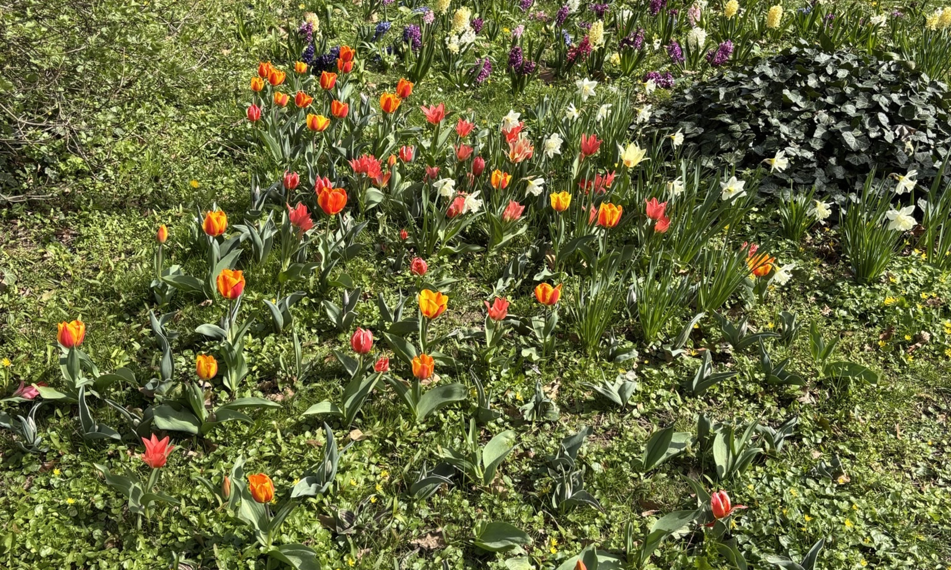 Blühwiese in Kassel-Waldau mit Frühblühern