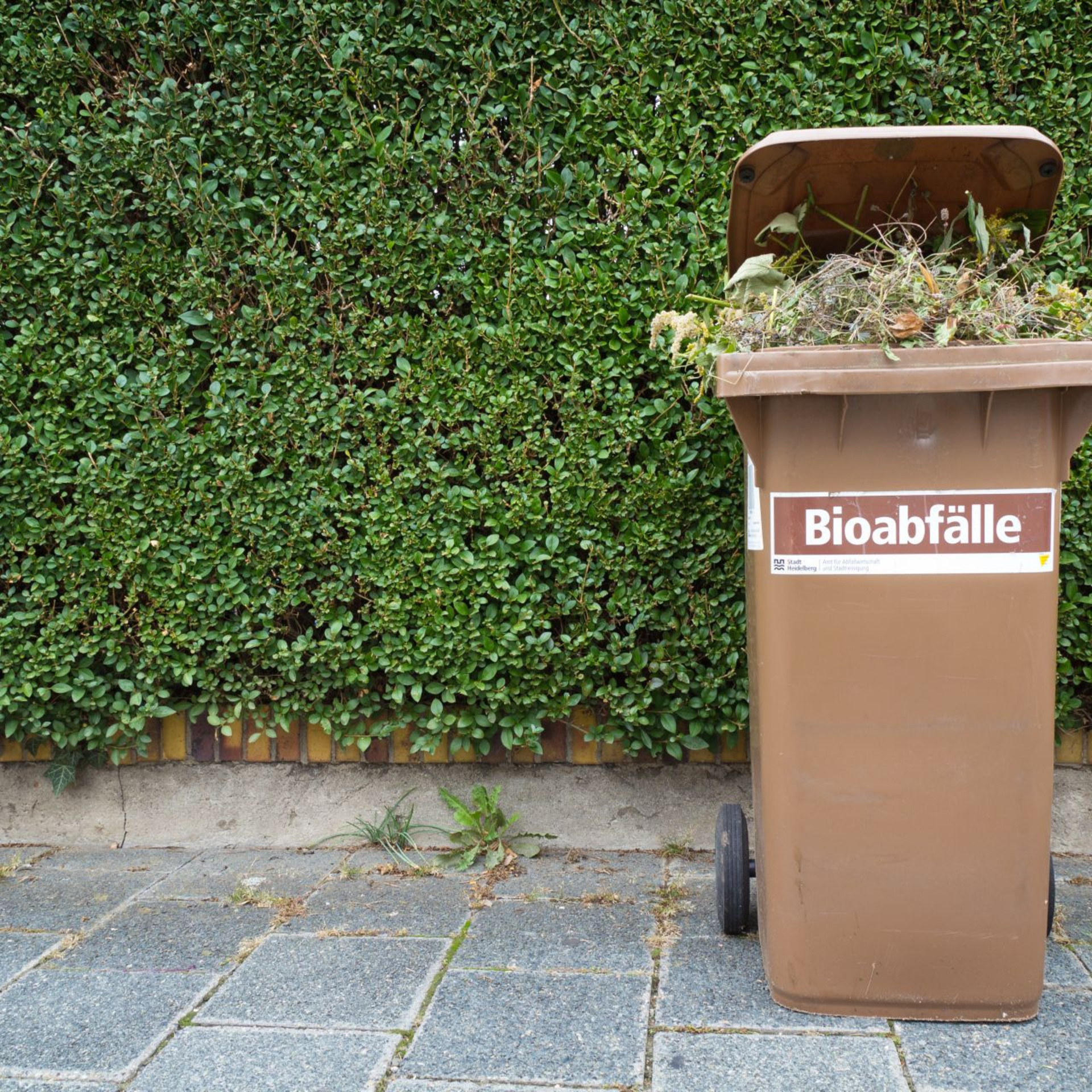 Aufgeklappte braune Biomülltonne, in der Mülltonne ist Grünschnitt