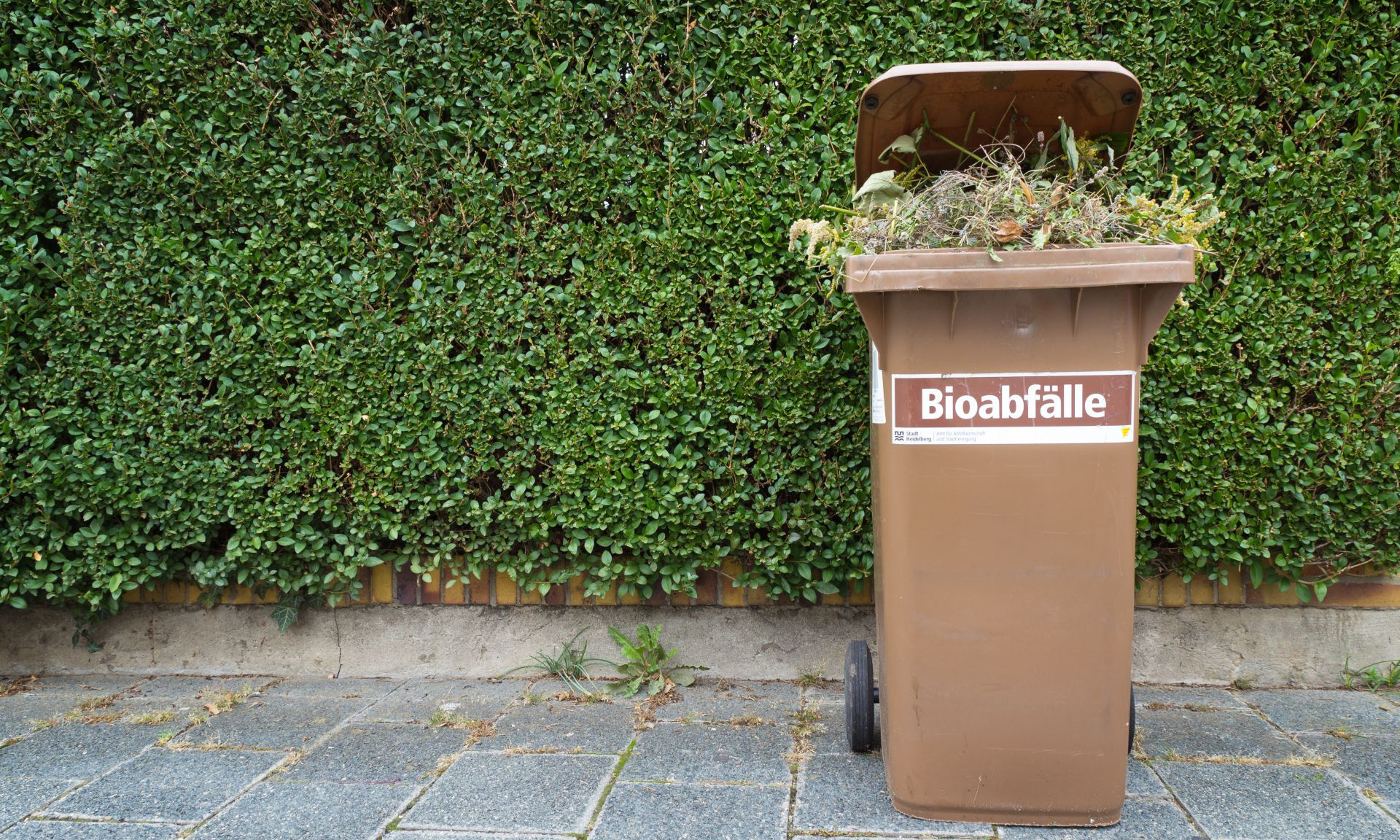 Aufgeklappte braune Biomülltonne, in der Mülltonne ist Grünschnitt