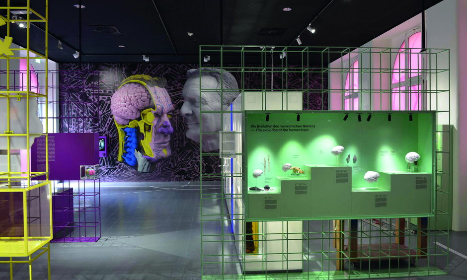 Blick in Ausstellung: Gehirne