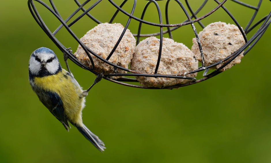 Eine Blaumeise hält sich an einem Gitter fest. Hierin befinden sich Meisenknödel.