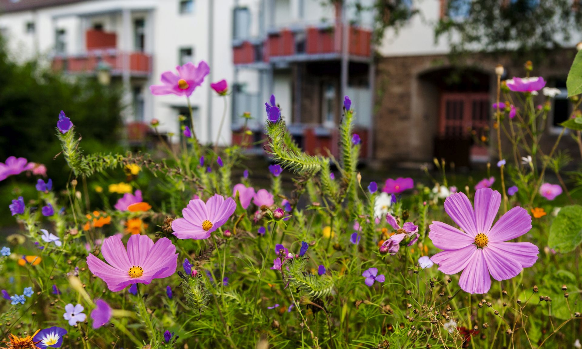 Blumenwiese im Vordergrund, im Hintergrund mehrgeschossiges Gebäude