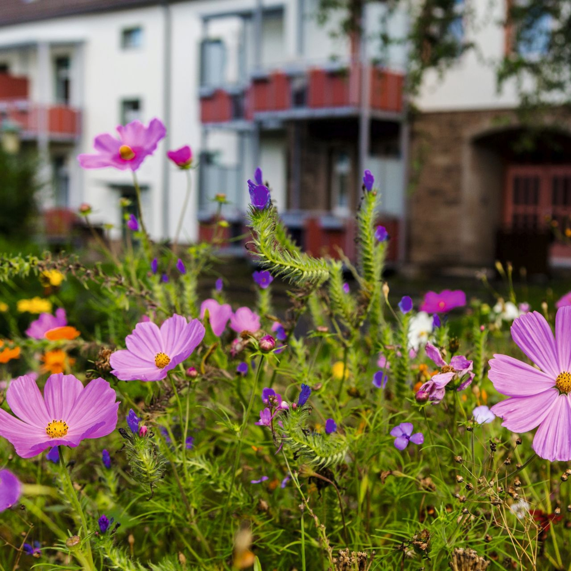Blumenwiese im Vordergrund, im Hintergrund mehrgeschossiges Gebäude
