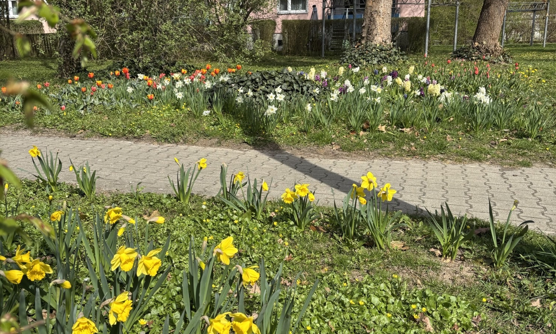 Blühwiese in Kassel-Waldau mit Frühblühern