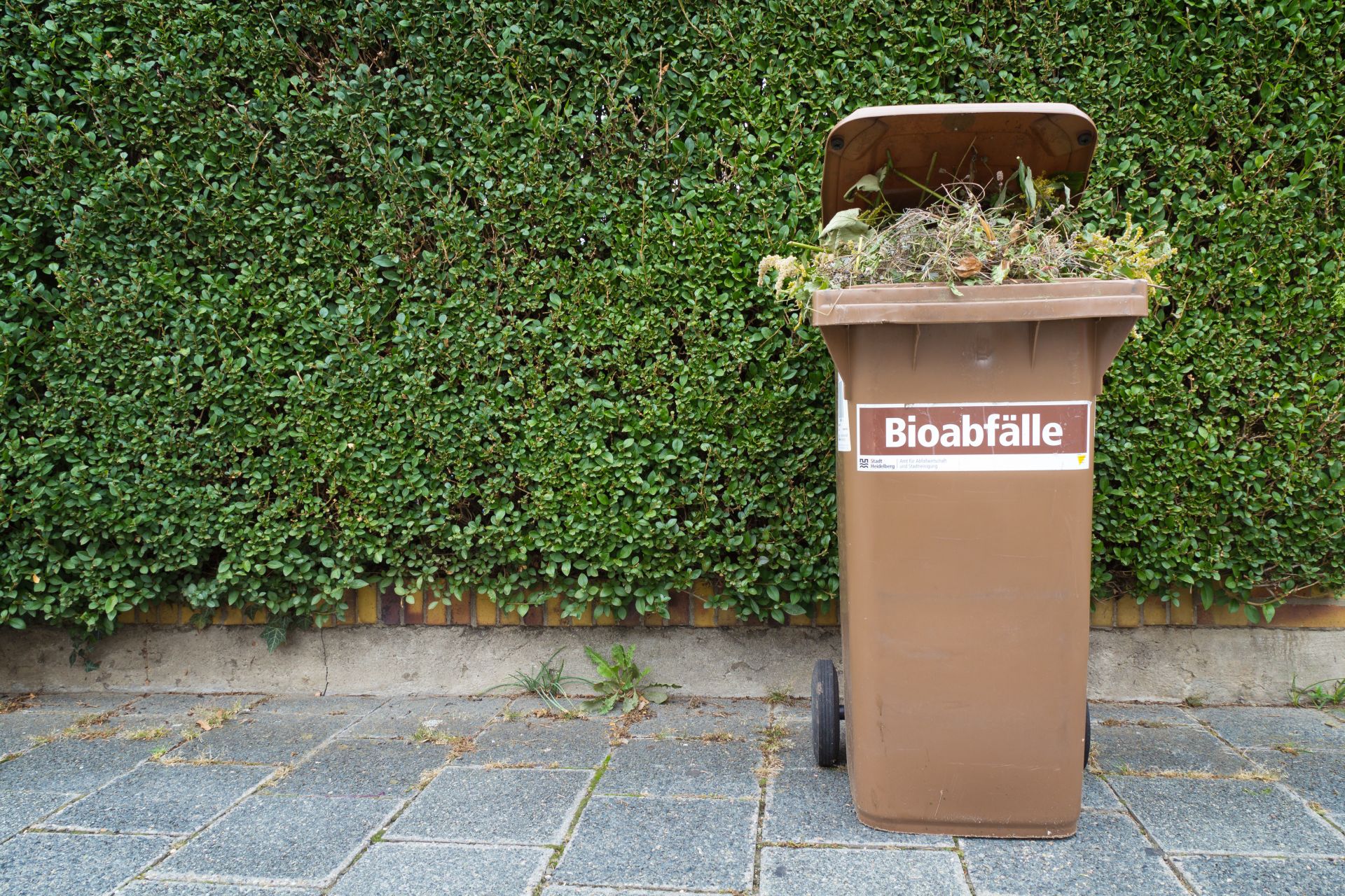 Aufgeklappte braune Biomülltonne, in der Mülltonne ist Grünschnitt